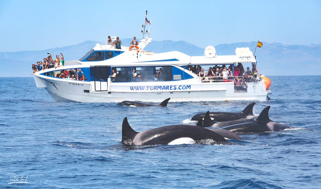 Avistamiento de delfines y ballenas en Tarifa