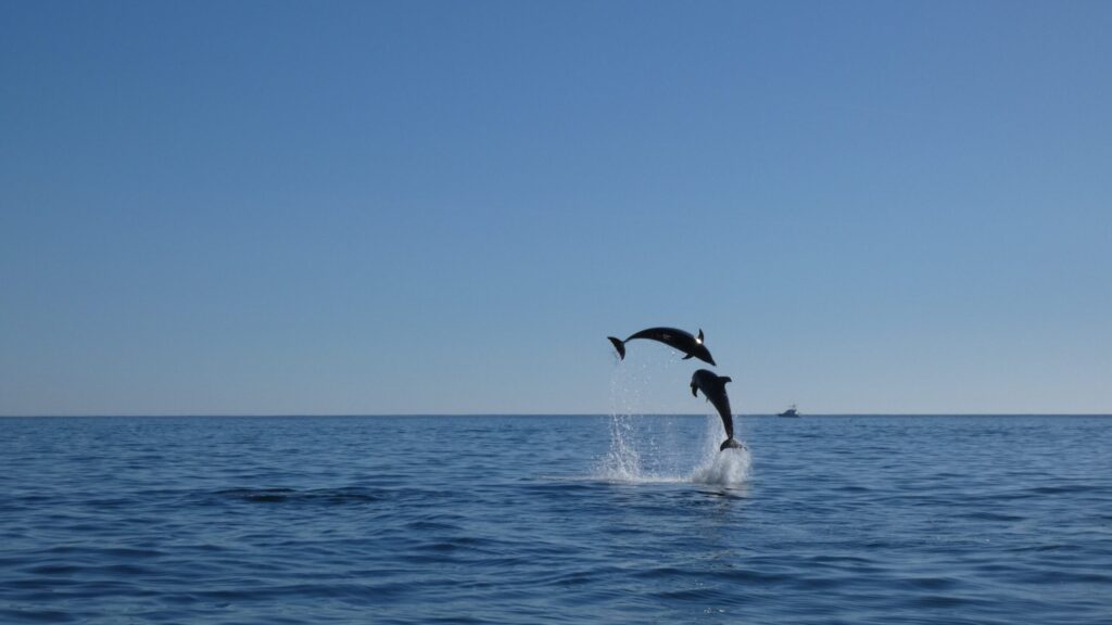 Delfinbeobachtung im Arrábida-Nationalpark