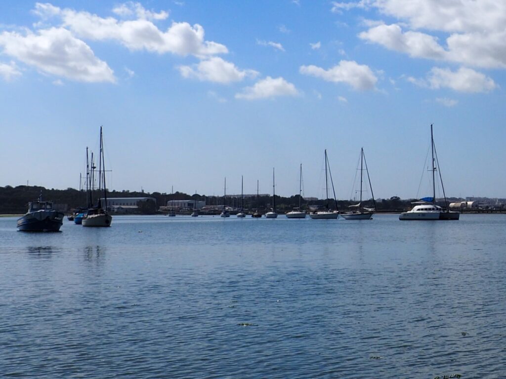 Lisbon Birdwatching boat tour on Tagus natural reserve