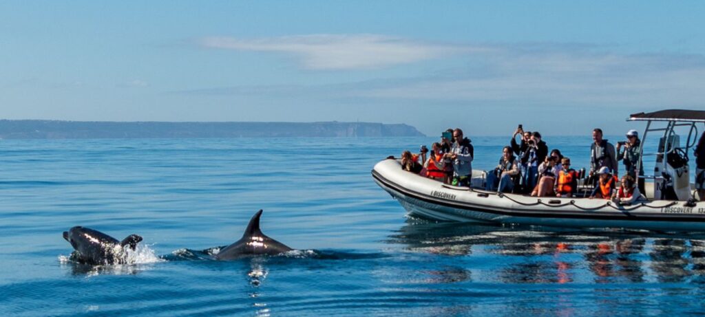 Tour en barco para ver delfines en Lisboa