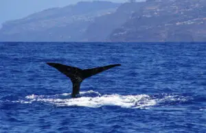 Viaje en barco para avistar ballenas y delfines desde Madeira