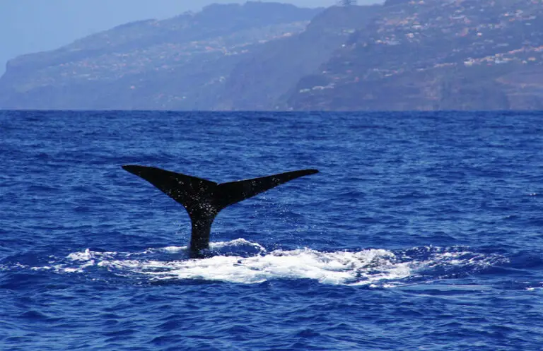 Viagem de barco para observação de baleias e golfinhos a partir da Madeira