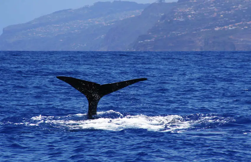 Excursión en barco para avistar ballenas y delfines desde Madeira