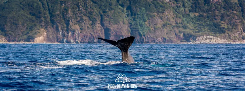 Picos de Aventura Whale Watching São Miguel