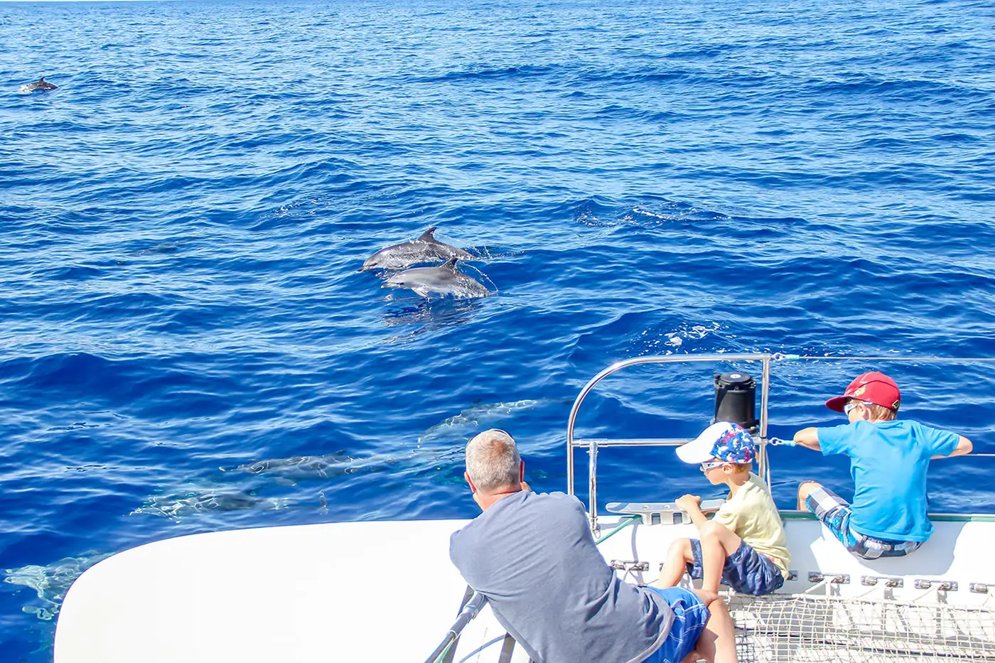 VMT Madeira Dolphin watching