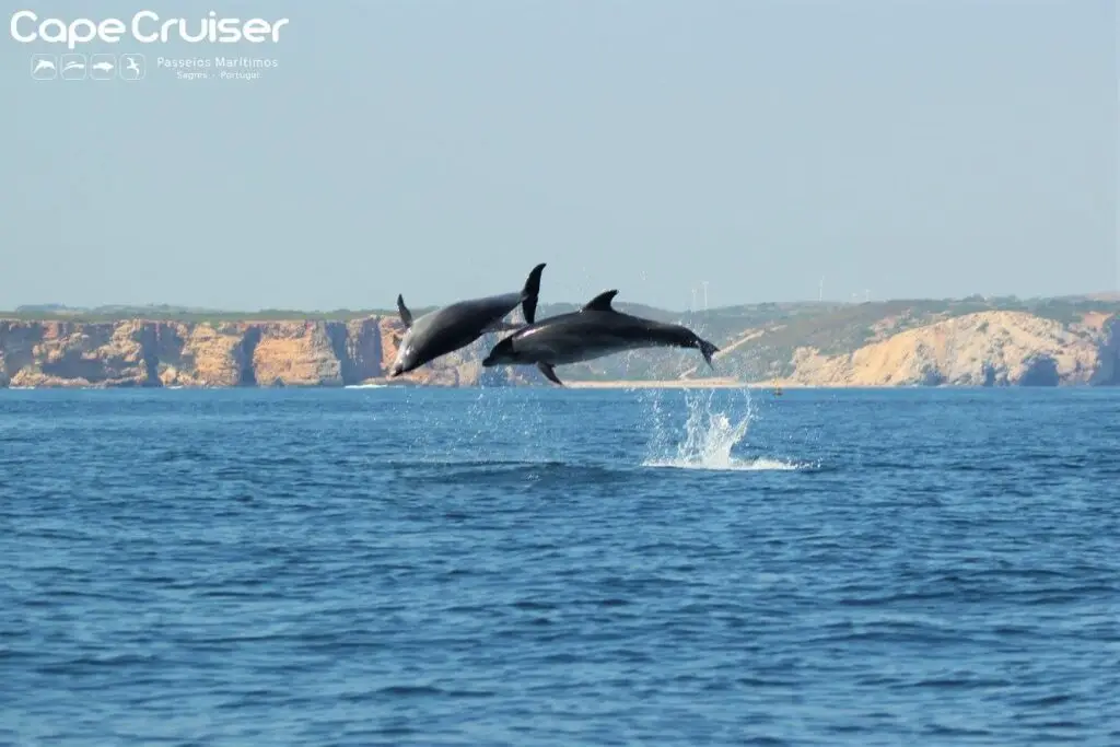 Excursión en barco a las Cuevas y Avistamiento de Delfines en Sagres