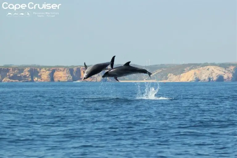 Caves & Dolphin Watching Boat Tour in Sagres