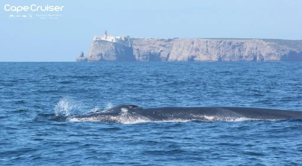 Avistaje de ballenas en Sagres