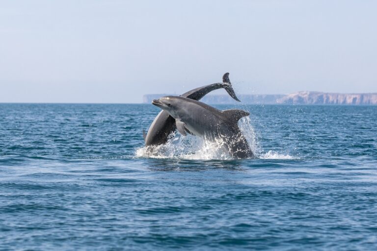 Benagil and Dolphin boat tour from Lagos