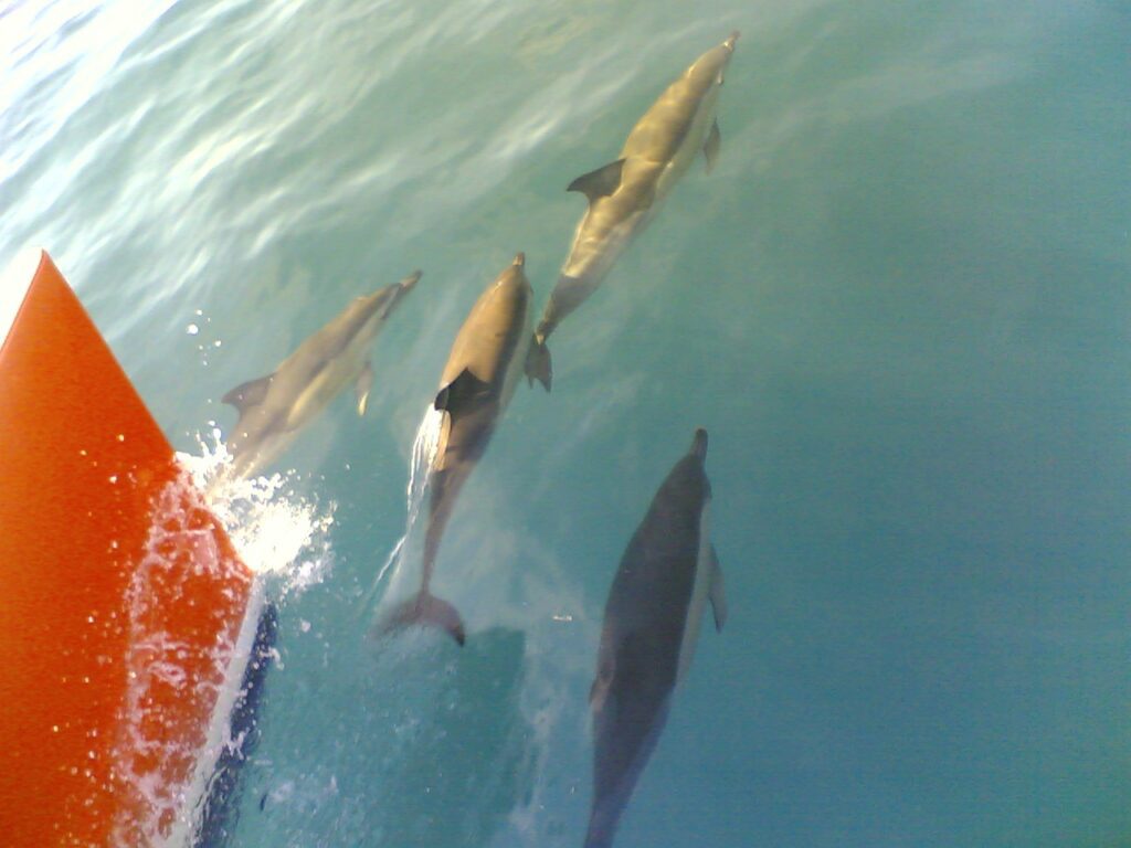 Observación de delfines en Vilamoura