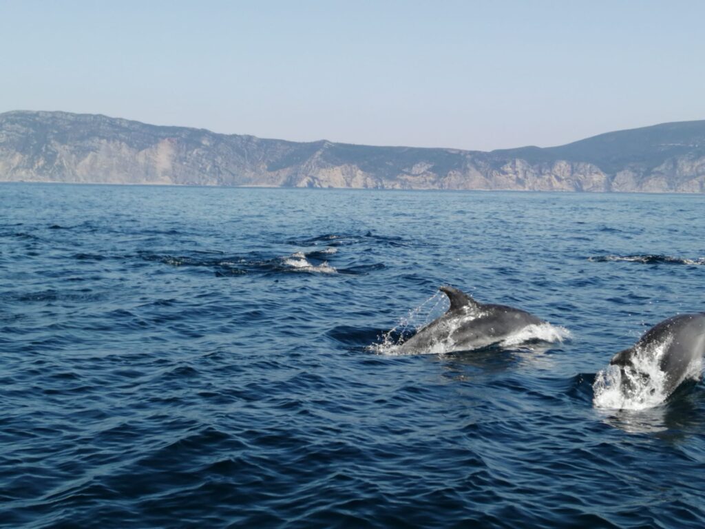 Avistaje de delfines en Sesimbra