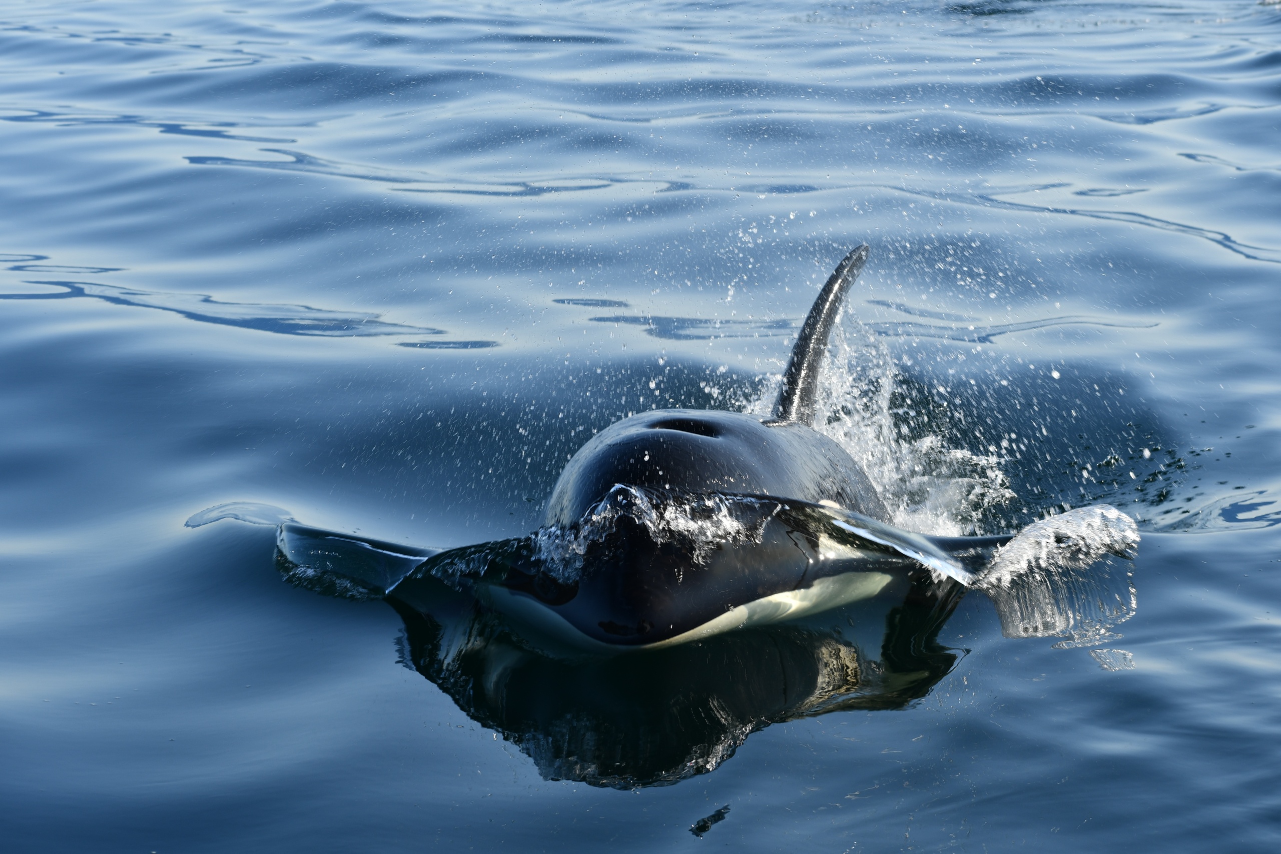 Avistamiento de ballenas en Alaska