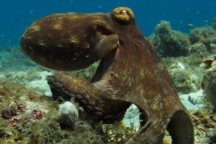 Tauchen mit zwei Tauchflaschen in St. Thomas