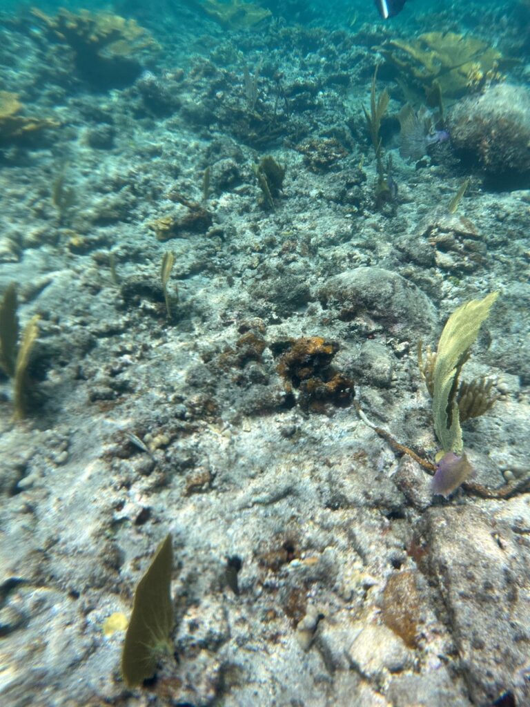 Snorkel Tour in St. Thomas