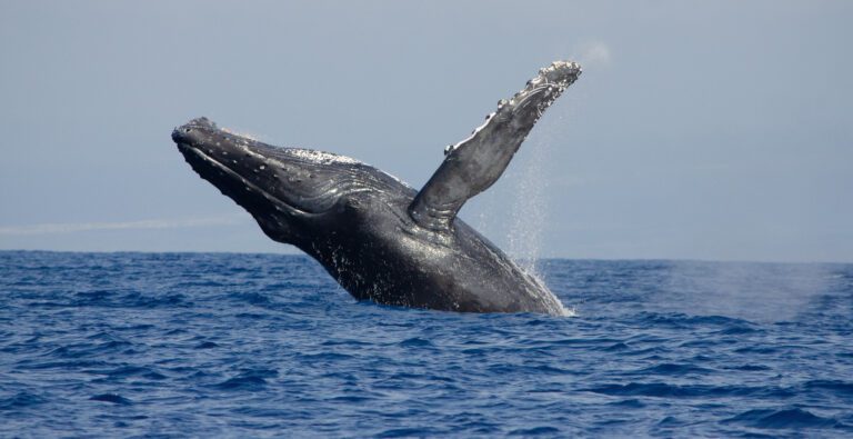 Speedboat Whale Watching in Kailua-Kona