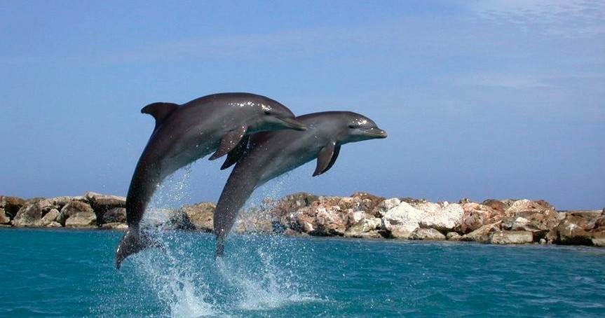 Dolphin Cruise in Destin