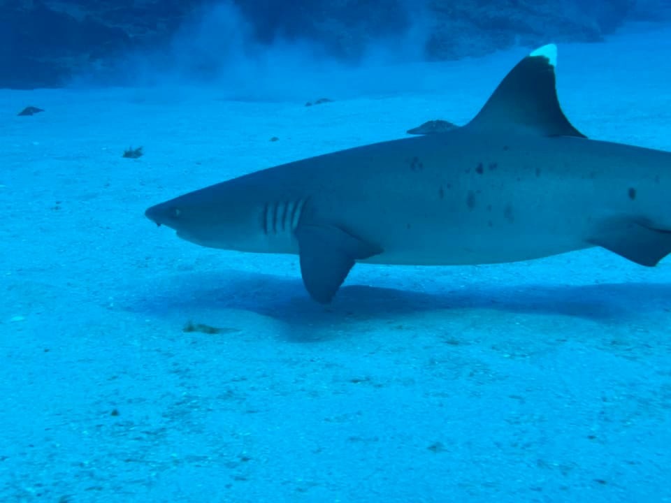 Rifduiken en snorkeltour in Honolulu