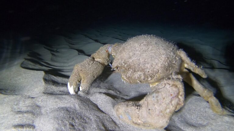 Night Dive in Honolulu