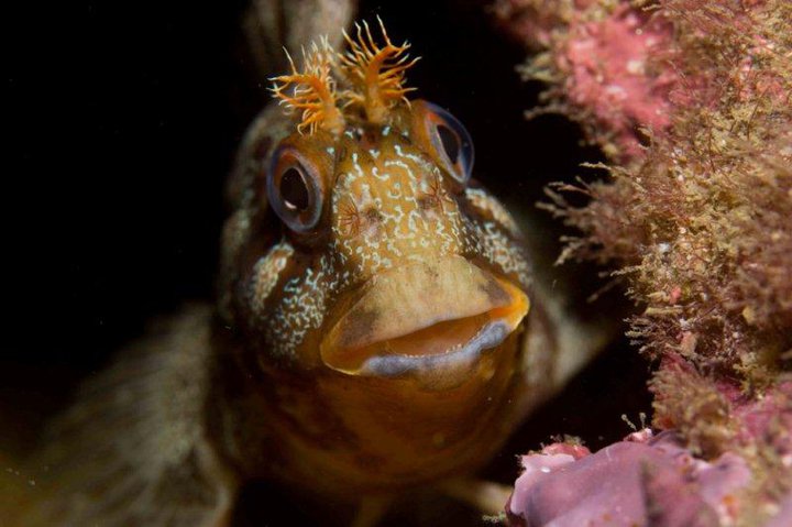 Buceo en Albufeira