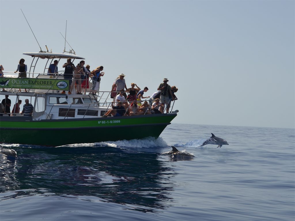 Avistaje de ballenas y delfines en La Palma