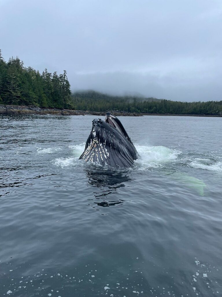 Observación de ballenas y fauna salvaje en Alaska