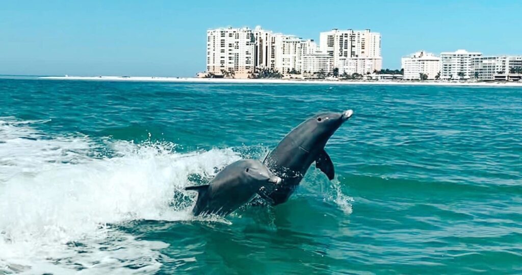 Passeio de barco com golfinhos selvagens em Goodland