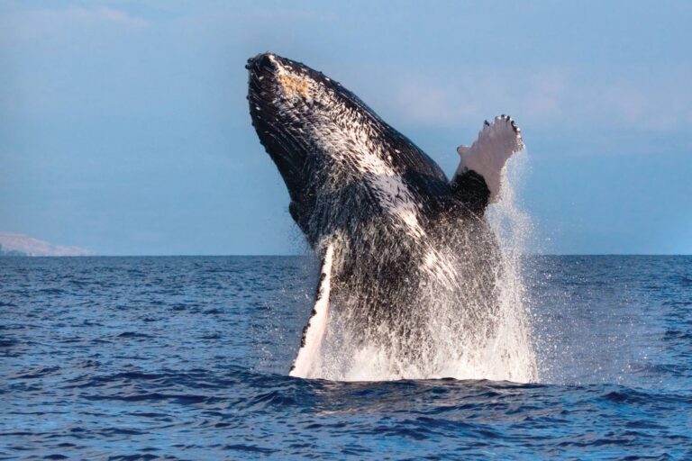 Catamaran Whale Watching in Kona