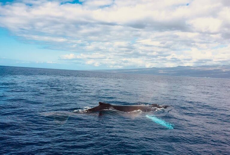 Luxury Catamaran Tour with Snorkeling in Kona