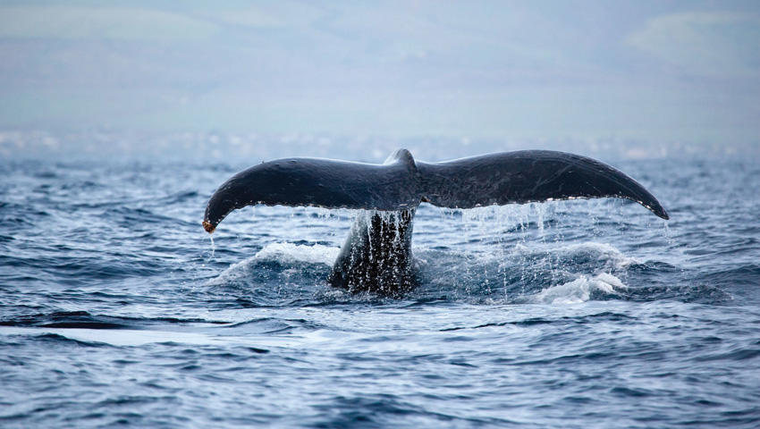 Whale Watching Tour in Waikiki