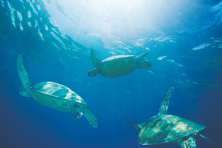 Snorkeling with Turtles in Honolulu