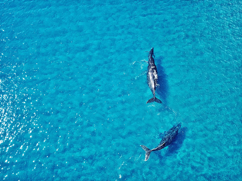 Excursión de avistamiento de ballenas en Waianae