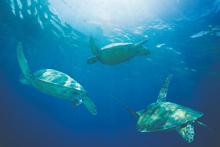 Excursión panorámica en velero por Waikiki