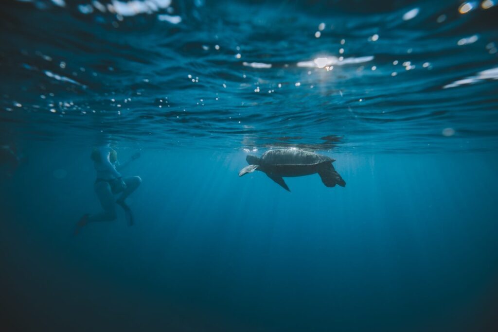 Snorkelen met schildpadden in Waikiki