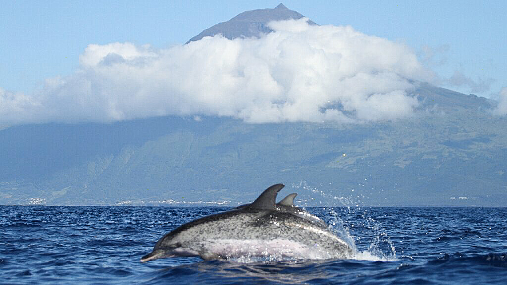 Whale and dolphin watching on Pico