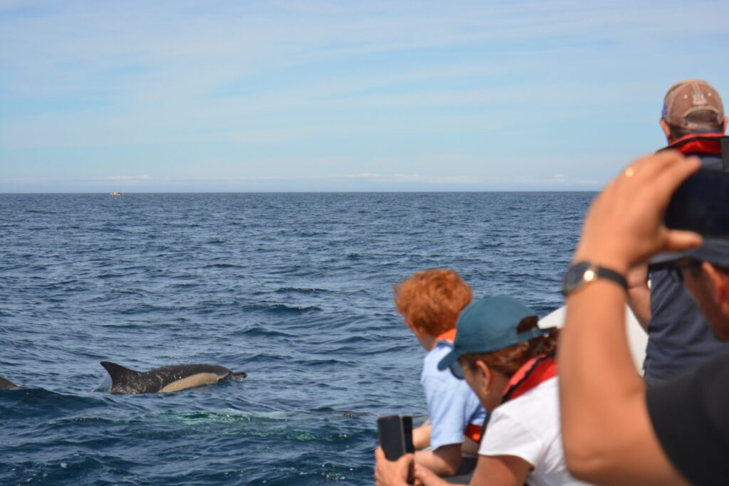 Observación de delfines en Sesimbra