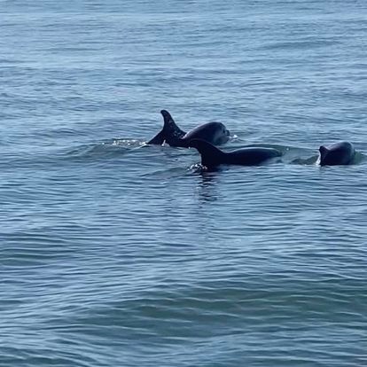 Excursión con delfines en Setúbal