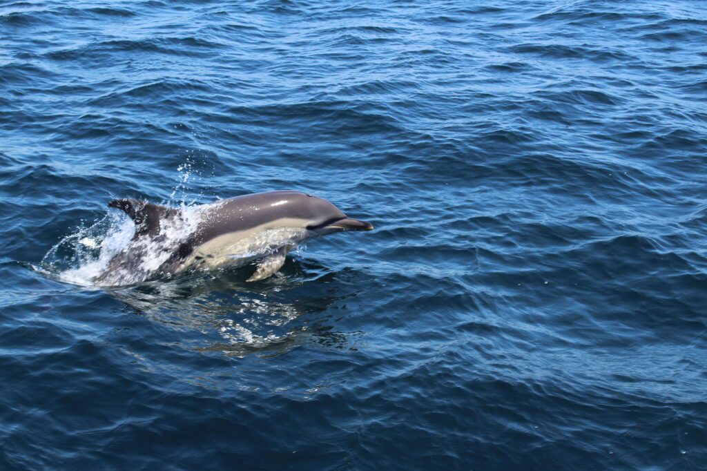 Boat tour to the dolphins in Lagos