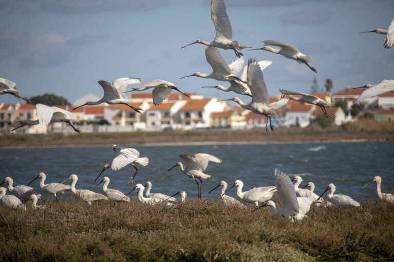 Vogelbeobachtung in Lissabon