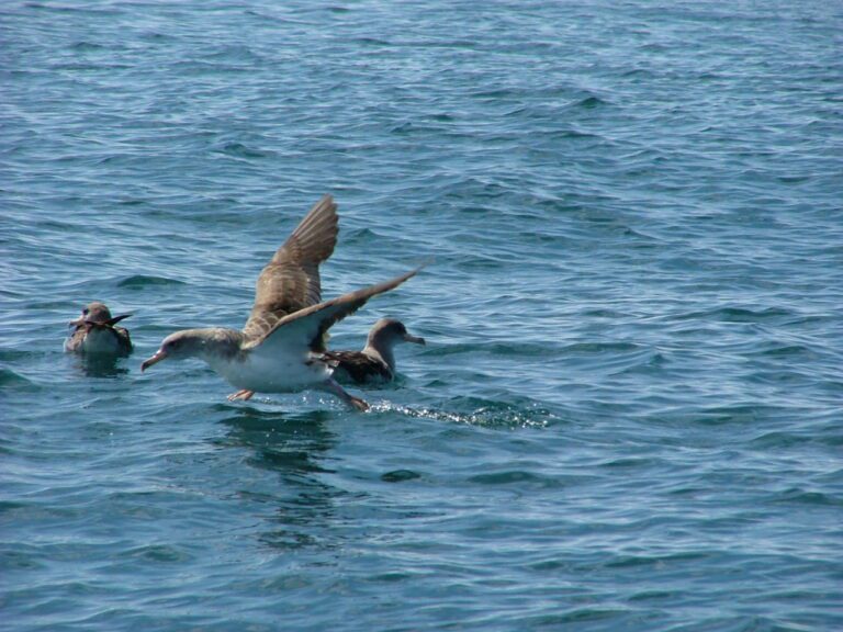 Boat tour to watch dolphins in Lisbon