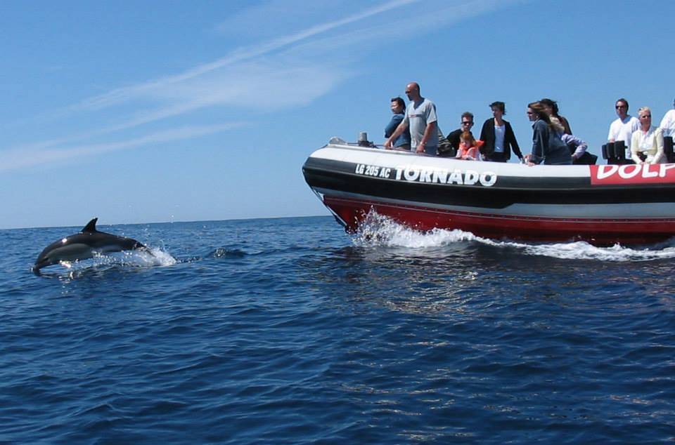 Avistamiento de delfines Lagos