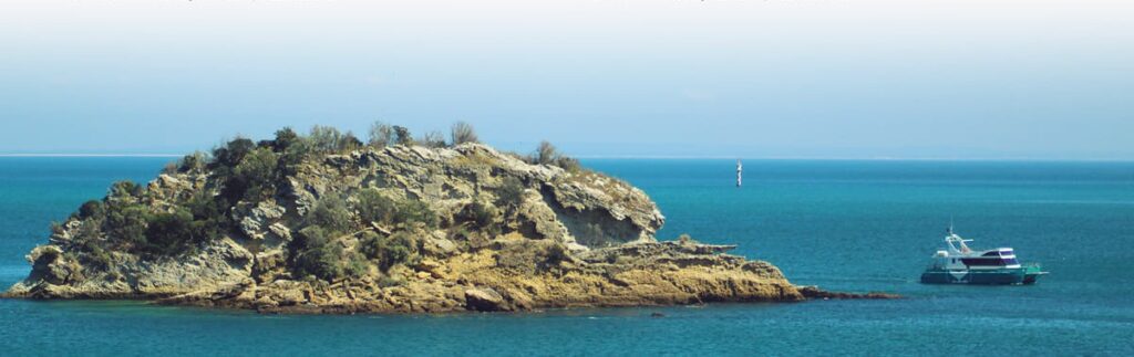 Observação de golfinhos em Setúbal