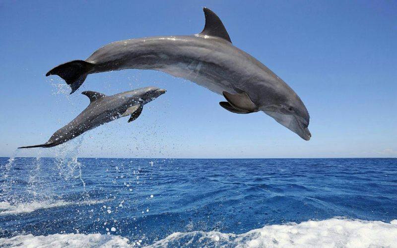 Golfinhos e navegação costeira em Tenerife