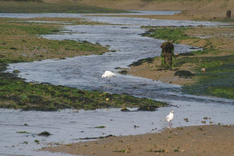 Ria Formosa birdwatching tour on a solar boat