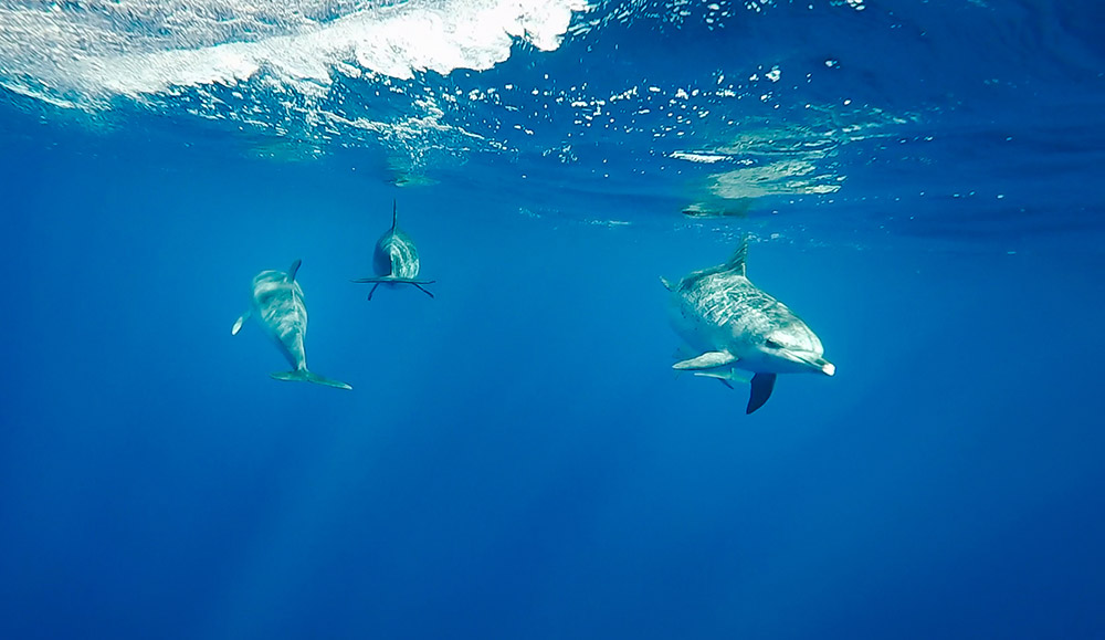 São Miguel: swimming with dolphins in Azores