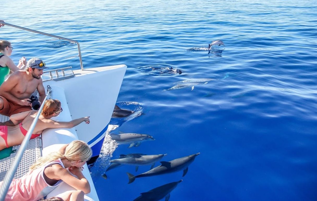 Dolfijnen en walvissen kijken op Madeira - catamaran