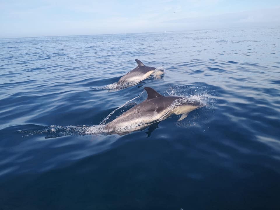 Ruta de los delfines en Peniche