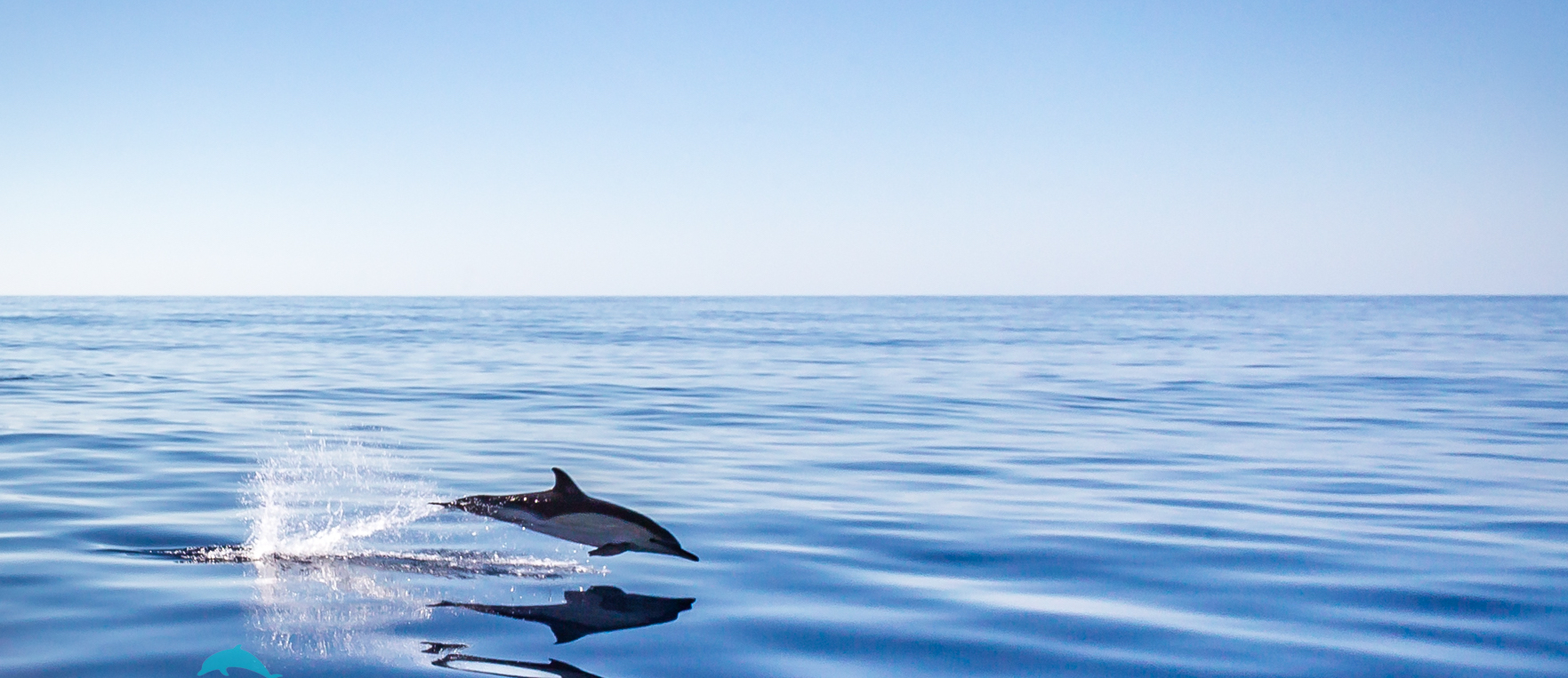 Whale Watching Terceira Island