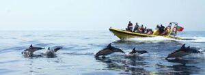 Cuevas y avistamiento de delfines desde Albufeira - RIB