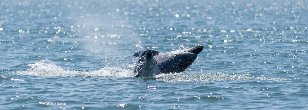 Delfinbeobachtung in der Bucht von Setúbal