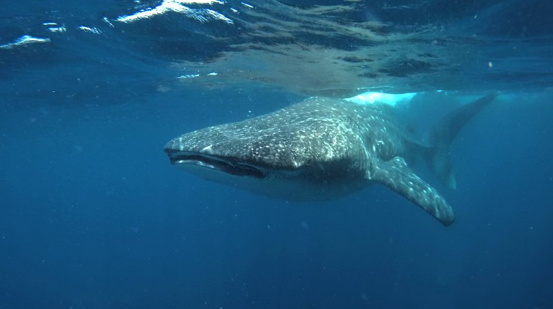 Whale Sharks Cancún Tour